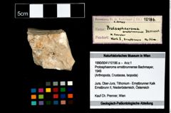 Foto (Objekt + Etikett) von Protosphaeroma ernstbrunnense (Bachmayer, 1949)  (NHMW-GEO-1990-0041-10186a)